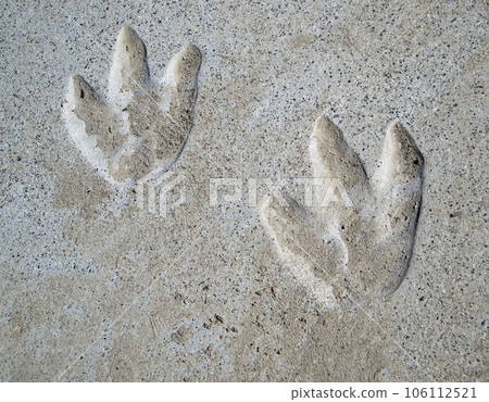 Dinosaur Footprints 106112521