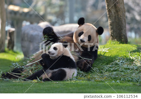 湯濱模仿吉濱媽媽咬竹子 湯濱模仿吉濱媽媽咬竹子 106112534