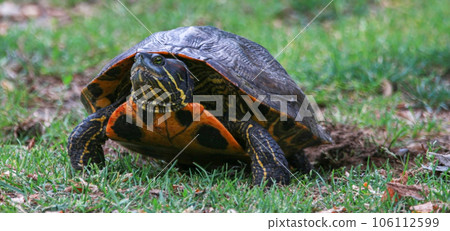 Front view of a snapping turtle laying her eggs in grass across from a pond 106112599