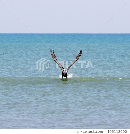 Brown pelican running on water 106112600
