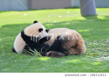 湯濱接受吉濱媽媽的乳房 湯濱接受吉濱媽媽的乳房 106112611