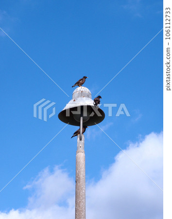 Three Common Myna, native to India, rest on a lamp post in Honolulu Three Common Myna, native to India, rest on a lamp post in Honolulu 106112733