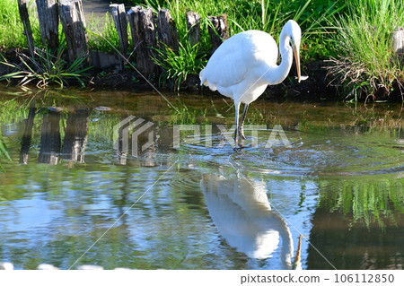 蒼鷺捕食小魚 106112850