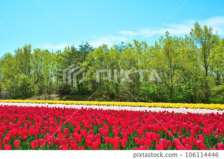 長池生居之森鬱金香花園（新潟縣） 106114446