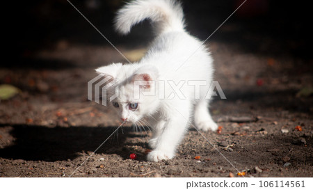 Portrait of a domestic cat of white color with big eyes. Cute clean cat. Portrait of a domestic cat of white color with big eyes. Cute clean cat. 106114561