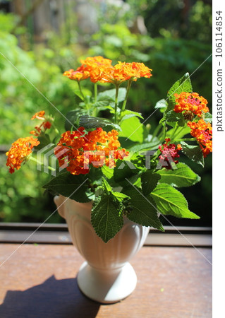 在花園裡種植馬纓丹 106114854