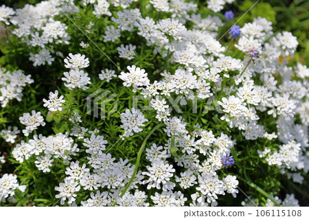 Iberis flowers Iberis flowers 106115108