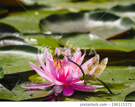 Silver yanma perched on a pink water lily flower 106115372