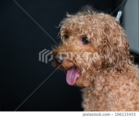 Funny curly brown wet poodle. Funny curly brown wet poodle. 106115433