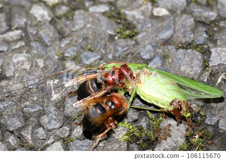 The brown hornet preys on the bush wart The brown hornet preys on the bush wart 106115670