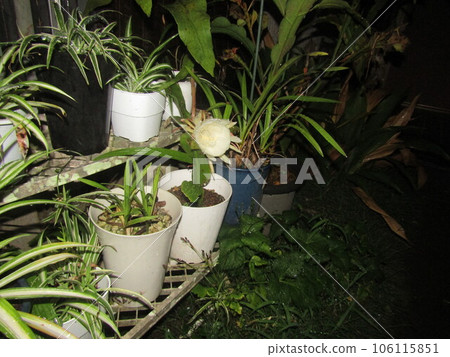 The large white flower that can only be enjoyed for one night is the beauty of the night sky 106115851