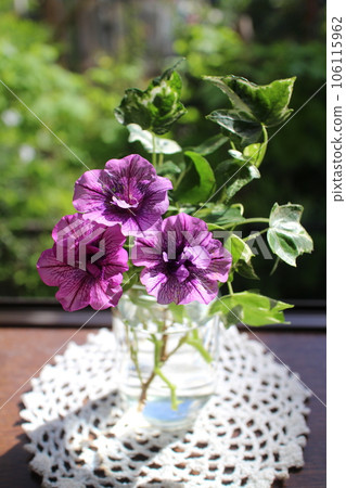 將雙花矮牽牛放入空瓶中 106115962