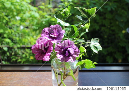 Plant double petunias and ivy Plant double petunias and ivy 106115965