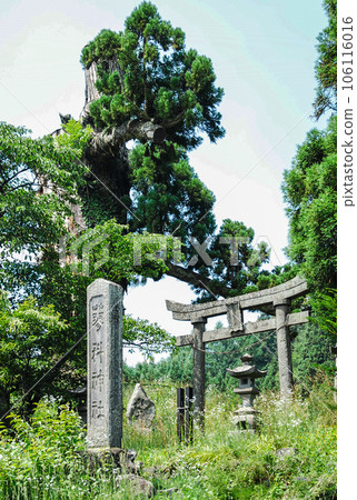 Tateshina Shrine (Satomiya) precinct entrance Tateshina Shrine (Satomiya) precinct entrance 106116016