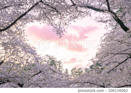 Hirosaki Castle's pink cherry blossoms and heart-shaped sky Hirosaki Castle's pink cherry blossoms and heart-shaped sky 106116062