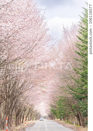 擁有世界第一的櫻花樹和岩木山的青森風景 擁有世界第一的櫻花樹和岩木山的青森風景 106116077