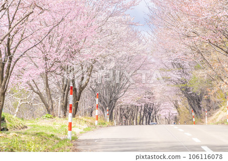 擁有世界第一的櫻花樹和岩木山的青森風景 106116078