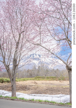 擁有世界第一的櫻花樹和岩木山的青森風景 106116080