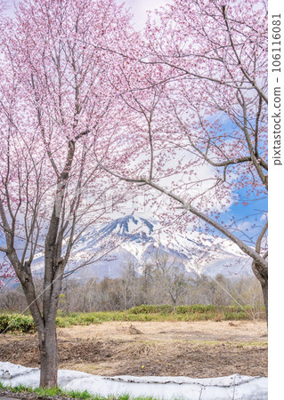 擁有世界第一的櫻花樹和岩木山的青森風景 106116081
