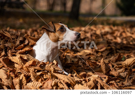 Jack Russell Terrier dog in a pile of yellow fallen leaves.  106116097