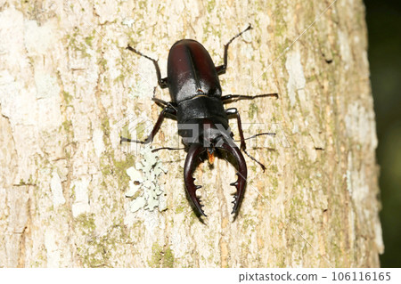 看到牙刷 106116165