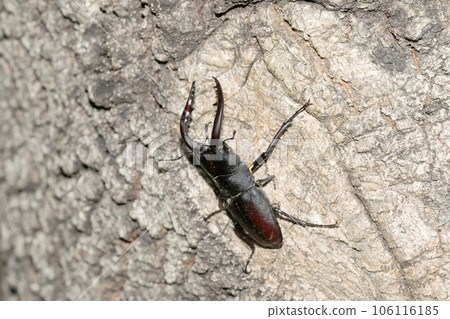 看到牙刷 106116185