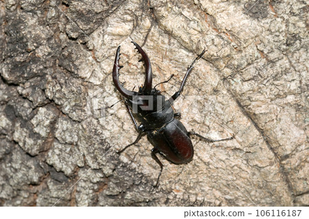 Saw toothbrush Saw toothbrush 106116187