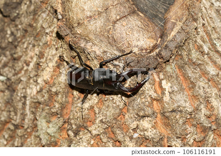 Saw toothbrush Saw toothbrush 106116191