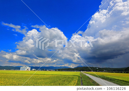 Shonai plain countryside and cumulonimbus clouds 106116226
