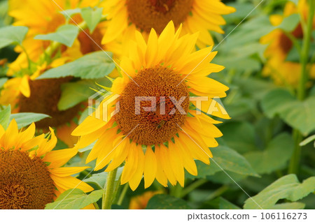 Sun flower blooming in summer 106116273