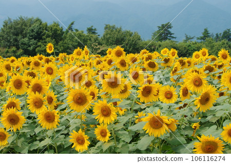 Sun flower blooming in summer 106116274