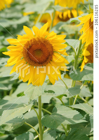Sun flower blooming in summer 106116285