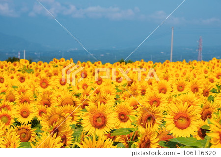 開花在夏天的太陽花 106116320