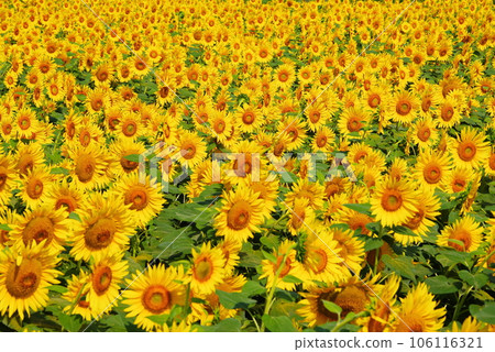開花在夏天的太陽花 開花在夏天的太陽花 106116321