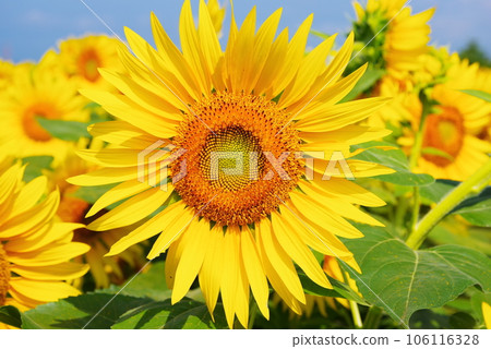 開花在夏天的太陽花 106116328