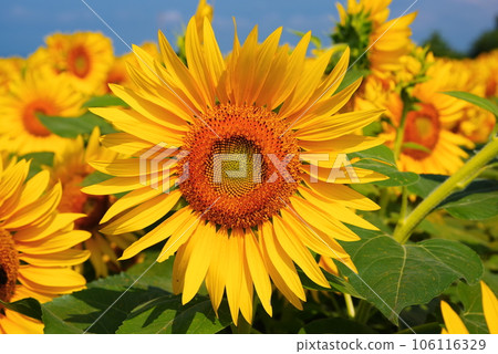 開花在夏天的太陽花 106116329