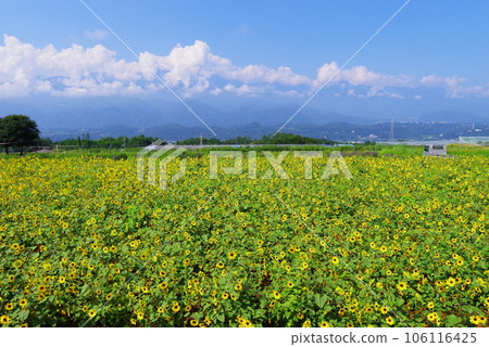開花在夏天的太陽花 開花在夏天的太陽花 106116425