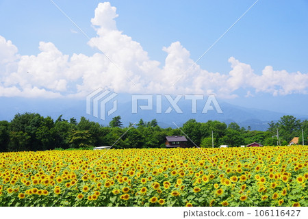 Sun flower blooming in summer Sun flower blooming in summer 106116427