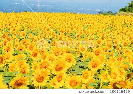 Sun flower blooming in summer Sun flower blooming in summer 106116459