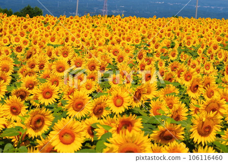 Sun flower blooming in summer Sun flower blooming in summer 106116460