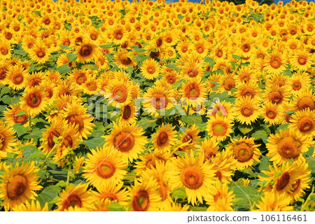 開花在夏天的太陽花 開花在夏天的太陽花 106116461