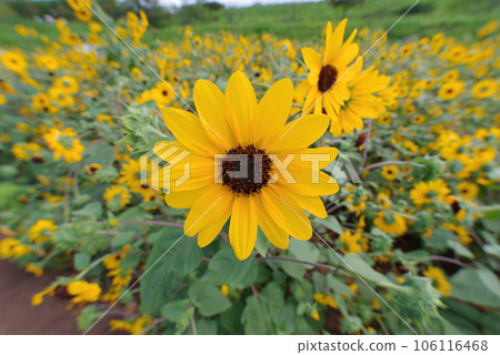 開花在夏天的太陽花 106116468