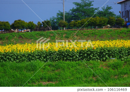 開花在夏天的太陽花 106116469