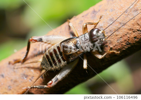 Black cricket seen from above (using macro lens, strobe + natural light, close-up photo) 106116496