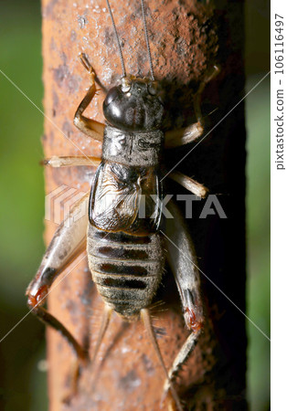 Black figure of Emma cricket climbing a rusty iron bar (using a macro lens, strobe + natural light, close-up photo) 106116497