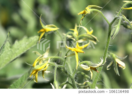 迷你番茄花 迷你番茄花 106116498
