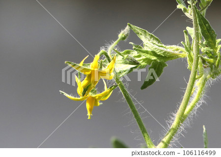 迷你番茄花 迷你番茄花 106116499