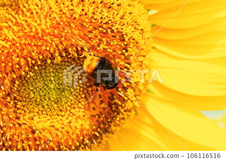 Sunflower flower 106116516