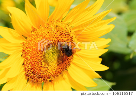 Sunflower flower 106116517