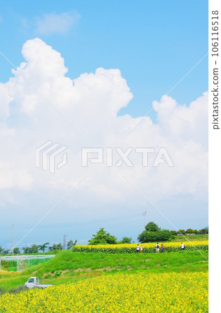 開花在夏天的太陽花 106116518